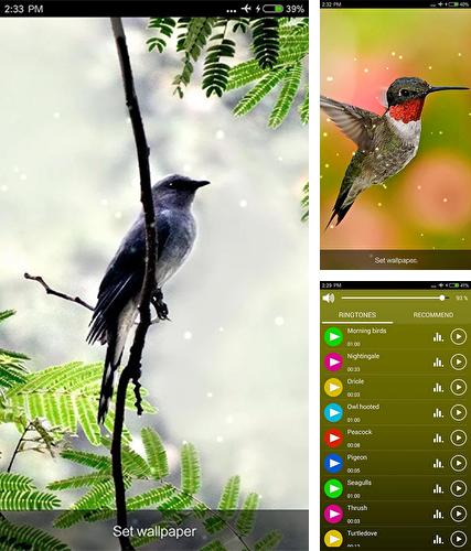 Kostenloses Android-Live Wallpaper Vogelgeräusche. Vollversion der Android-apk-App Birds sounds and ringtones für Tablets und Telefone.