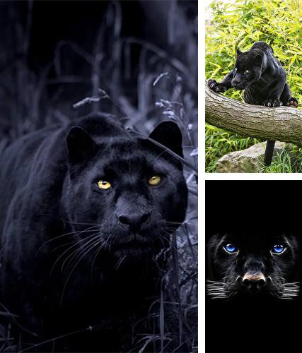 Download live wallpaper Black panter for Android. Get full version of Android apk livewallpaper Black panter for tablet and phone.