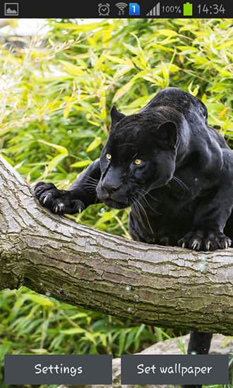 Black panther - безкоштовно скачати живі шпалери на Андроїд телефон або планшет.