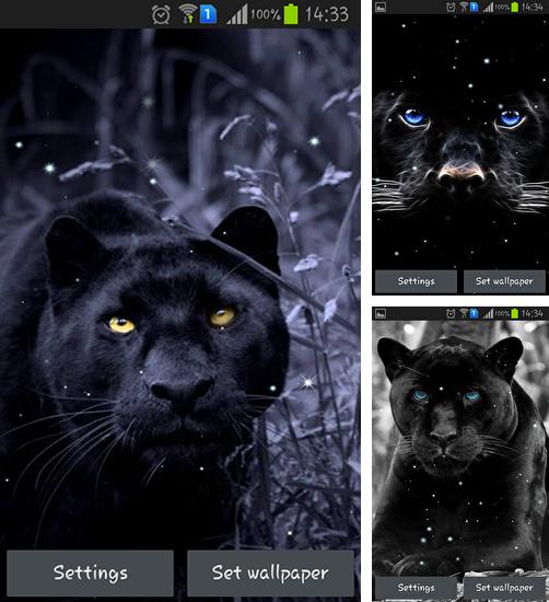 Kostenloses Android-Live Wallpaper Schwarzer Panther. Vollversion der Android-apk-App Black panther für Tablets und Telefone.