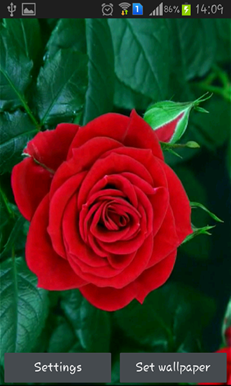 Blooming red rose - бесплатно скачать живые обои на Андроид телефон или планшет.