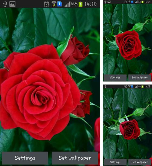 Kostenloses Android-Live Wallpaper Blühende rote Rose. Vollversion der Android-apk-App Blooming red rose für Tablets und Telefone.