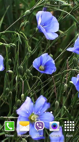 Papeis de parede animados Flores azuis para Android. Papeis de parede animados Blue flowers by Jacal video live wallpapers para download gratuito.