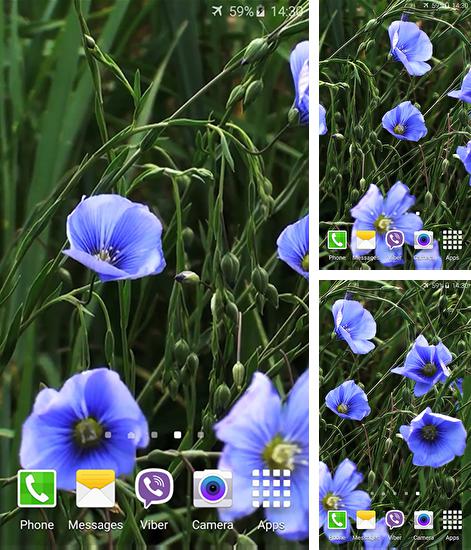 Descarga gratuita fondos de pantalla animados Flores azules   para Android. Consigue la versión completa de la aplicación apk de Blue flowers by Jacal video live wallpapers para tabletas y teléfonos Android.