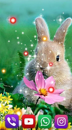 Bunnies für Android spielen. Live Wallpaper Kaninchen kostenloser Download.