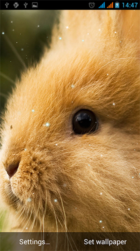 Kostenloses Android-Live Wallpaper Kaninchen. Vollversion der Android-apk-App Bunny by Live Wallpapers Gallery für Tablets und Telefone.