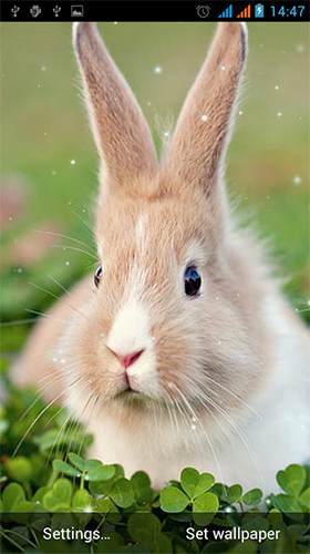 Bunny by Live Wallpapers Gallery für Android spielen. Live Wallpaper Kaninchen kostenloser Download.
