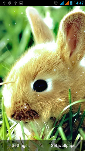 Screenshots von Bunny by Live Wallpapers Gallery für Android-Tablet, Smartphone.