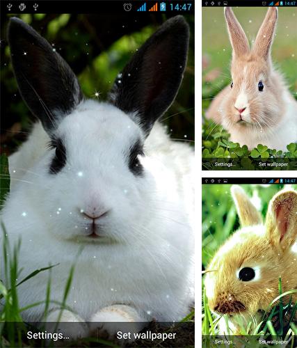 Descarga gratuita fondos de pantalla animados Conejo para Android. Consigue la versión completa de la aplicación apk de Bunny by Live Wallpapers Gallery para tabletas y teléfonos Android.