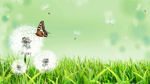 Descarga gratuita fondos de pantalla animados Mariposa para Android. Consigue la versión completa de la aplicación apk de Butterfly by Amazing Live Wallpaperss para tabletas y teléfonos Android.