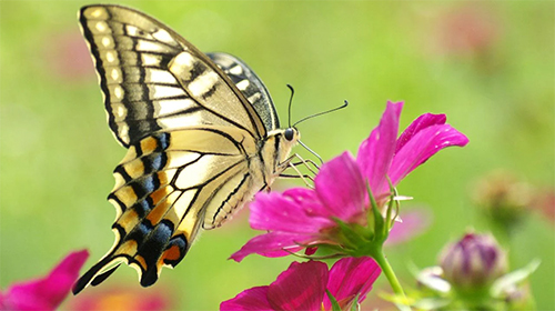 Screenshots von Butterfly by Amazing Live Wallpaperss für Android-Tablet, Smartphone.