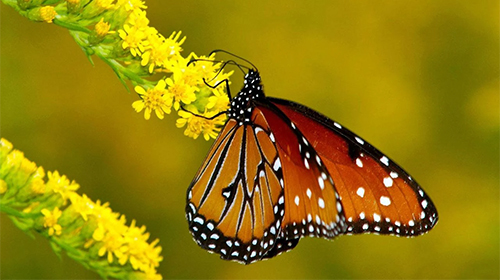 Як виглядають живі шпалери Butterfly by Amazing Live Wallpaperss.
