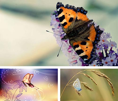 Butterfly by Amazing Live Wallpaperss - бесплатно скачать живые обои на Андроид телефон или планшет.