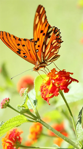 Butterfly by HQ Awesome Live Wallpaper für Android spielen. Live Wallpaper Schmetterling kostenloser Download.