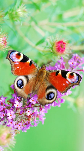 Screenshots of the Butterfly by HQ Awesome Live Wallpaper for Android tablet, phone.