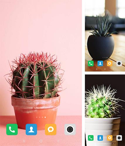 Descarga gratuita fondos de pantalla animados Cactos para Android. Consigue la versión completa de la aplicación apk de Cactus para tabletas y teléfonos Android.