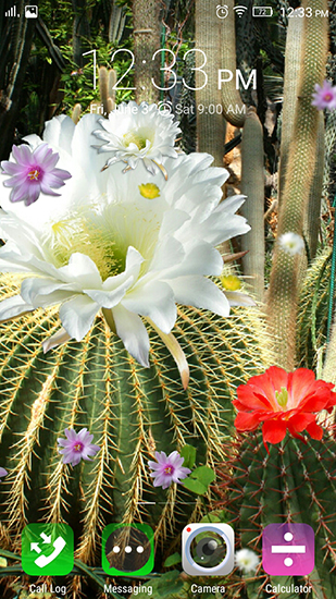 Cactus flowers - бесплатно скачать живые обои на Андроид телефон или планшет.