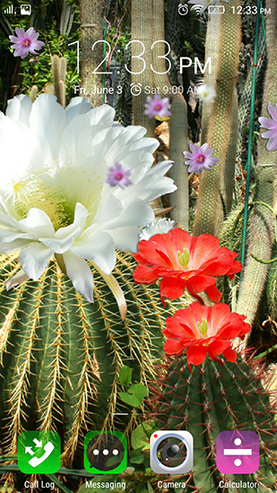 Papeis de parede animados Flores de cacto para Android. Papeis de parede animados Cactus flowers para download gratuito.