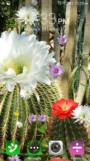 Écrans de Cactus flowers pour tablette et téléphone Android.