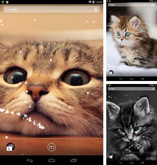Kostenloses Android-Live Wallpaper Katze. Vollversion der Android-apk-App Cat für Tablets und Telefone.