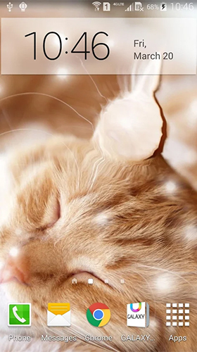 Скріншот Cat by KKPICTURE. Скачати живі шпалери на Андроїд планшети і телефони.