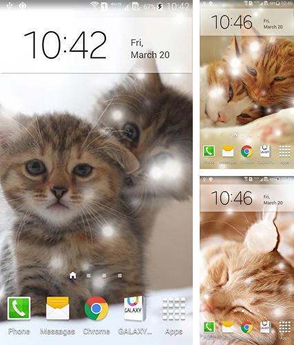Cat by KKPICTURE - бесплатно скачать живые обои на Андроид телефон или планшет.