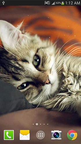 Скріншот Cat by Live wallpaper HD. Скачати живі шпалери на Андроїд планшети і телефони.