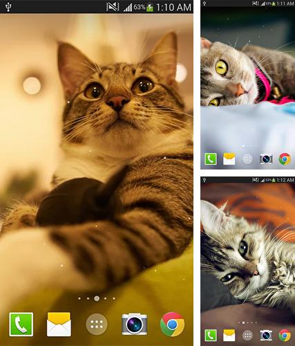 Descarga gratuita fondos de pantalla animados Gato para Android. Consigue la versión completa de la aplicación apk de Cat by Live wallpaper HD para tabletas y teléfonos Android.