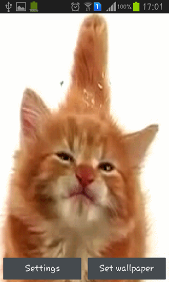 玩安卓版Cat licking screen。免费下载动态壁纸。