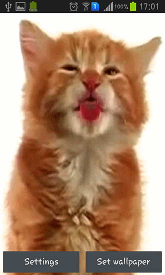 Capturas de pantalla de Cat licking screen para tabletas y teléfonos Android.