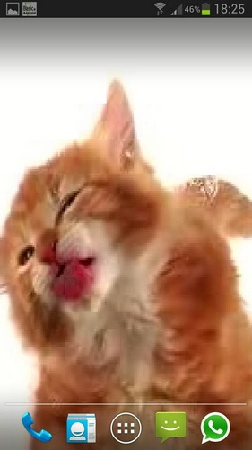 Download livewallpaper Cat licks for Android. Get full version of Android apk livewallpaper Cat licks for tablet and phone.