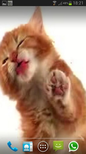 Cat licks für Android spielen. Live Wallpaper Katze leckt den Bildschirm kostenloser Download.