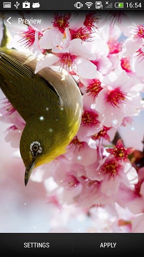 Cherry blossom - скачать бесплатно живые обои для Андроид на рабочий стол.