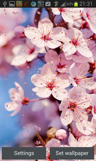 Screenshots do Flor de cerejeira para tablet e celular Android.