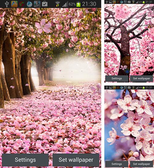 Kostenloses Android-Live Wallpaper Kirschblüten. Vollversion der Android-apk-App Cherry blossom by Creative factory wallpapers für Tablets und Telefone.