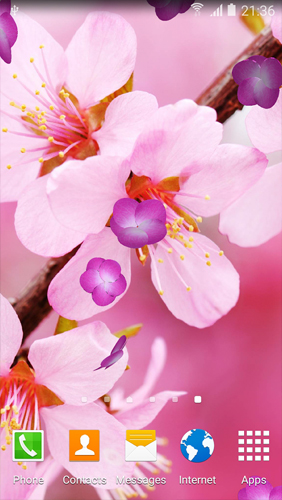 Cherry Blossom für Android spielen. Live Wallpaper Kirschblüten kostenloser Download.