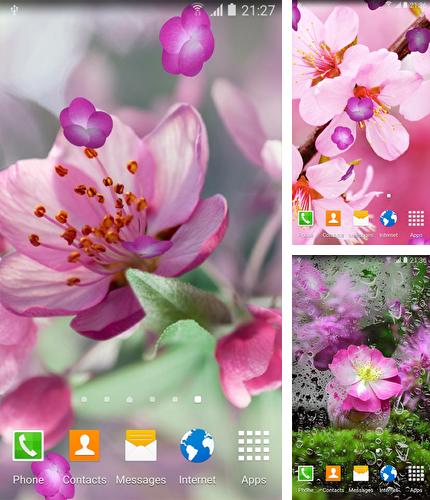 Kostenloses Android-Live Wallpaper Kirschblüten. Vollversion der Android-apk-App Cherry Blossom für Tablets und Telefone.