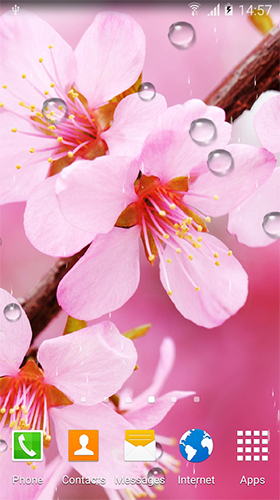 Fondos de pantalla animados a Cherry in blossom by BlackBird Wallpapers para Android. Descarga gratuita fondos de pantalla animados Cereza floreciente.