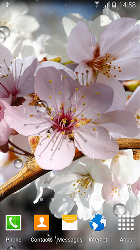 Cherry in blossom by BlackBird Wallpapers - скриншоты живых обоев для Android.