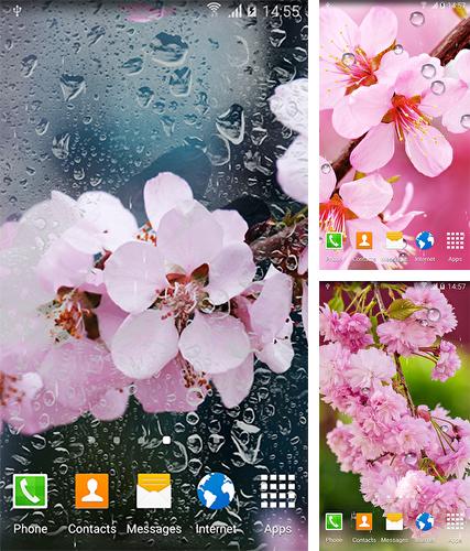 Descarga gratuita fondos de pantalla animados Cereza floreciente para Android. Consigue la versión completa de la aplicación apk de Cherry in blossom by BlackBird Wallpapers para tabletas y teléfonos Android.