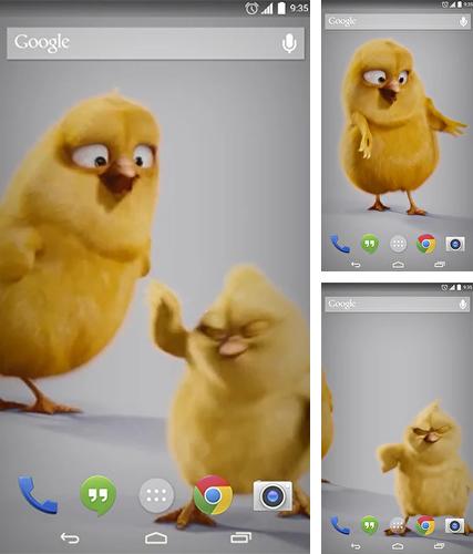 Kostenloses Android-Live Wallpaper Küken. Vollversion der Android-apk-App Chickens für Tablets und Telefone.