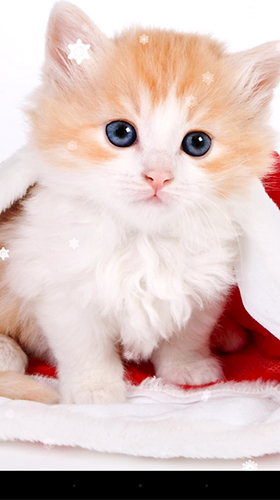 Kostenloses Android-Live Wallpaper Weihnachtliche Katze. Vollversion der Android-apk-App Christmas cat by KKPICTURE für Tablets und Telefone.