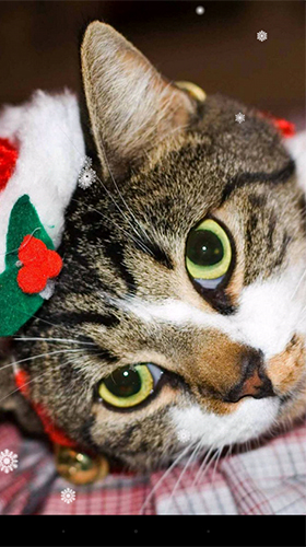 Christmas cat by KKPICTURE für Android spielen. Live Wallpaper Weihnachtliche Katze kostenloser Download.