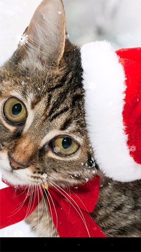 Скриншот Christmas cat by KKPICTURE. Скачать живые обои на Андроид планшеты и телефоны.