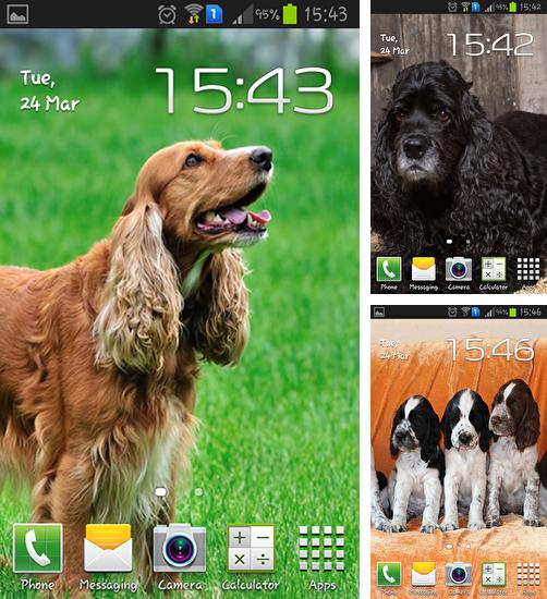 In addition to live wallpaper Birds 3D by AppQueen Inc. for Android phones and tablets, you can also download Cocker spaniel for free.