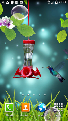 Colibri live wallpaper for Android. Colibri free download for tablet and  phone.