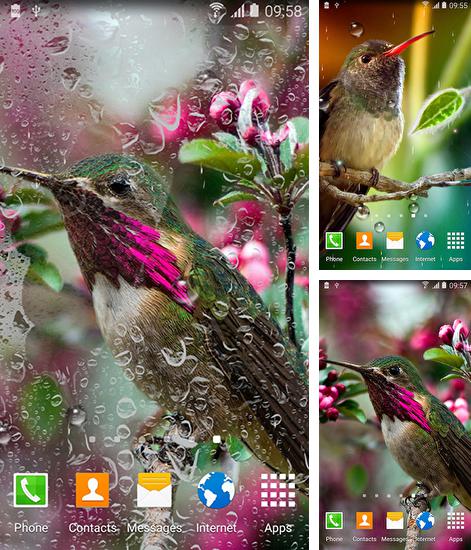 Zusätzlich zum Live Wallpaper Fliegende Farben für Android Mobiltelefone und Tablets, können Sie auch Colibries, Kolibri kostenlos herunterladen.