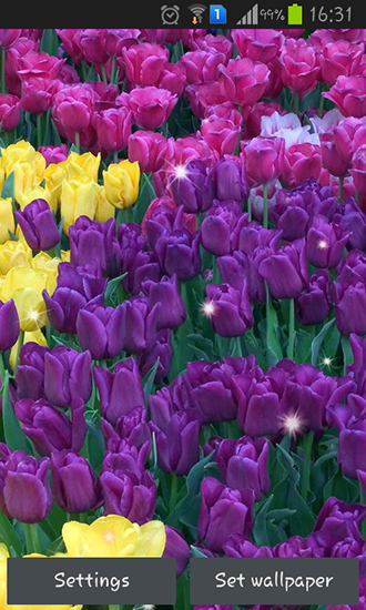 Télécharger le fond d'écran animé gratuit Tulipes brillantes . Obtenir la version complète app apk Android Colorful tulips pour tablette et téléphone.