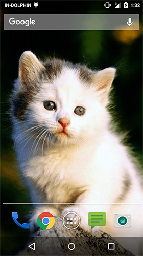 Fondos de pantalla animados a Cute cat by Psii para Android. Descarga gratuita fondos de pantalla animados Gato lindo.