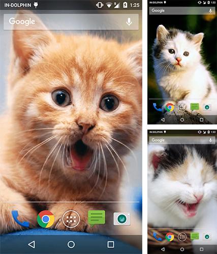 Télécharger le fond d'écran animé gratuit Chat aimable  . Obtenir la version complète app apk Android Cute cat by Psii pour tablette et téléphone.